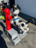 DOG W/ FIRE HYDRANT KIDDIE RIDE - 2