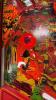 VOLCANO WIDE BODY CLASSIC PINBALL MACHINE by GOTTLIEB 1981 - 11